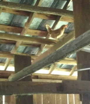 chicken in rafters