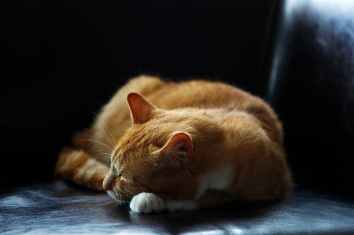 animal pet cute fur