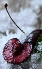 close up of frozen leaf